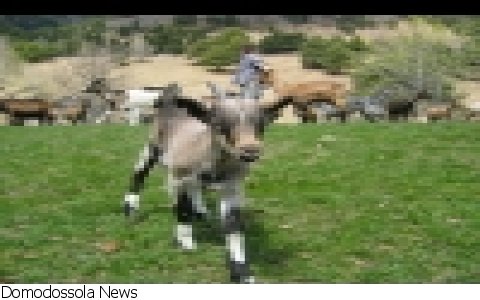 Valli Ossolane
Fiera Caprina "Al Sun di Sunei"