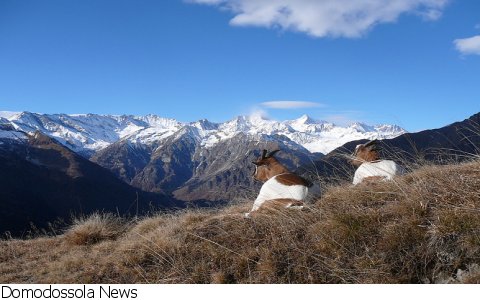 Viganella
Festa della Colma