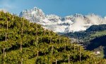 Domodossola
L'ALTO ADIGE VITIVINICOLO: UNA FINESTRA SULLA MITTELEUROPA